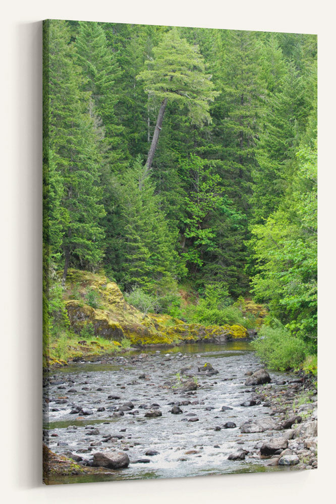 Lookout Creek and Forest, HJ Andrews Experimental Forest, Oregon