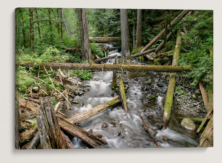 Lookout Creek Old-growth Trail, H.J. Andrews Forest, Oregon