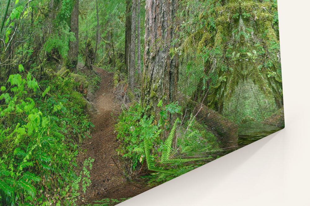 Lookout Creek Old-growth Trail, H.J. Andrews Forest, Oregon