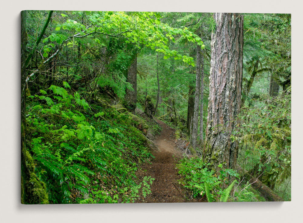 Lookout Creek Old-growth Trail, H.J. Andrews Forest, Oregon