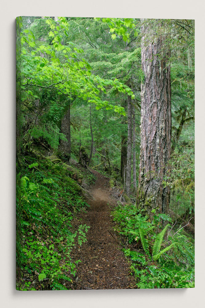 Lookout Creek Old-Growth Trail, HJ Andrews Forest, Oregon