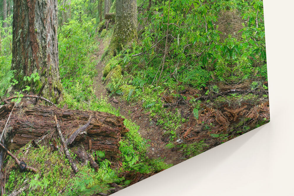 Lookout Creek Old-growth Trail, H.J. Andrews Forest, Oregon