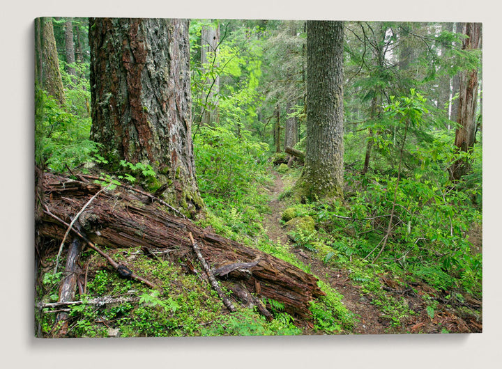 Lookout Creek Old-growth Trail, H.J. Andrews Forest, Oregon