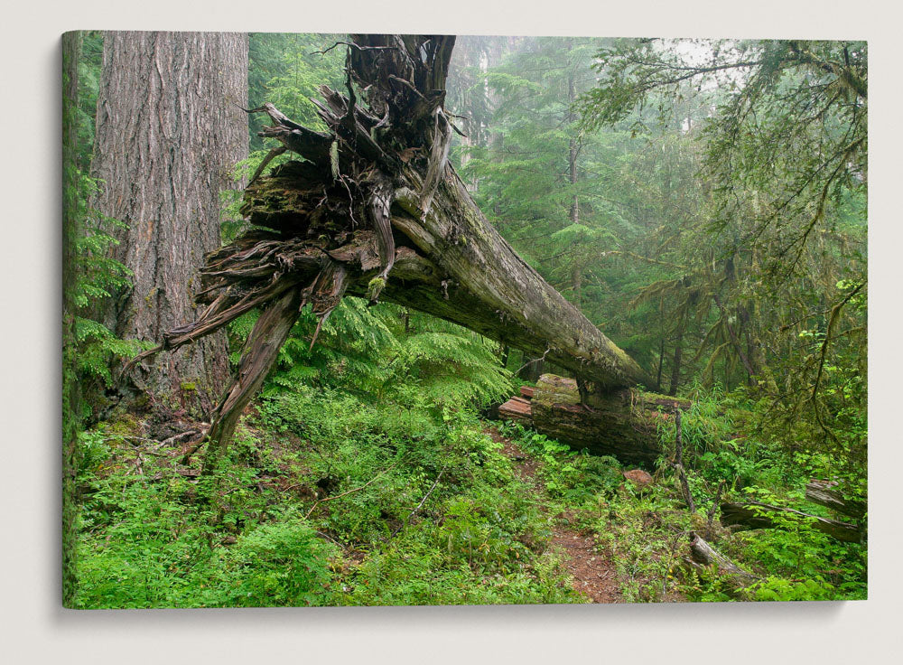 Lookout Creek Old-growth Trail, H.J. Andrews Forest, Oregon