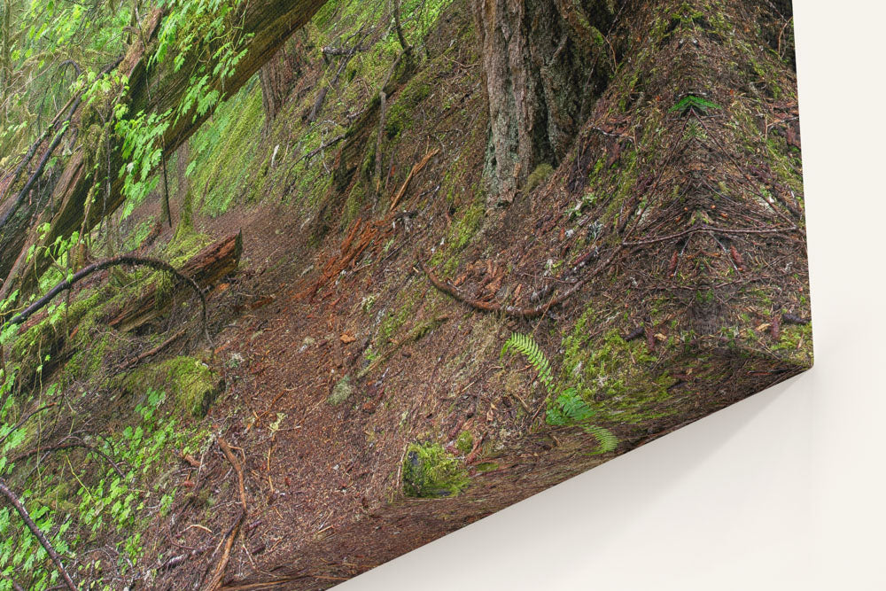 Lookout Creek Old-growth Trail, H.J. Andrews Forest, Oregon