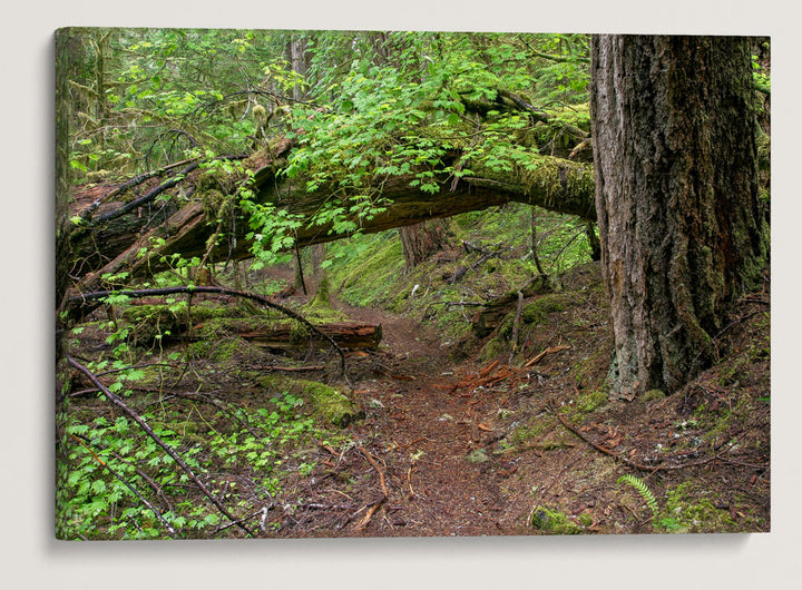 Lookout Creek Old-growth Trail, H.J. Andrews Forest, Oregon