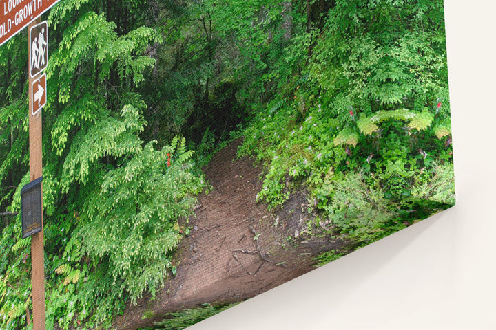 Lower Trailhead, Lookout Creek Old-growth Trail, H.J. Andrews Forest, Oregon