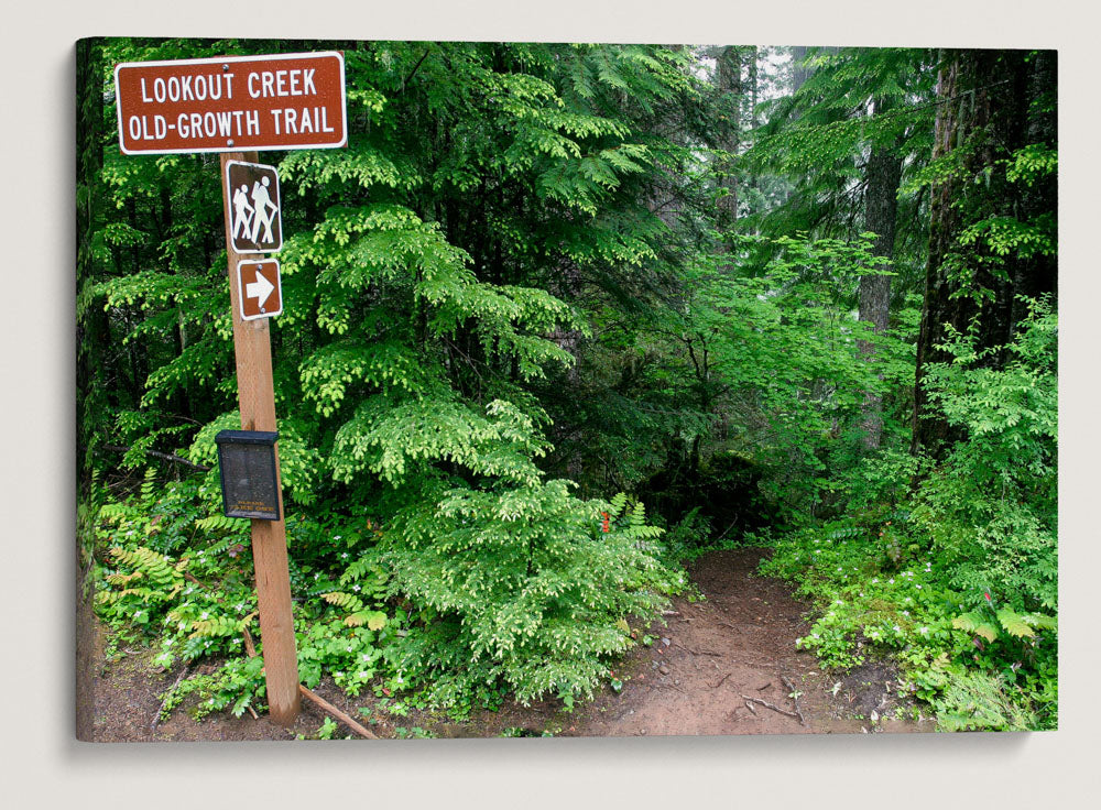 Lower Trailhead, Lookout Creek Old-growth Trail, H.J. Andrews Forest, Oregon