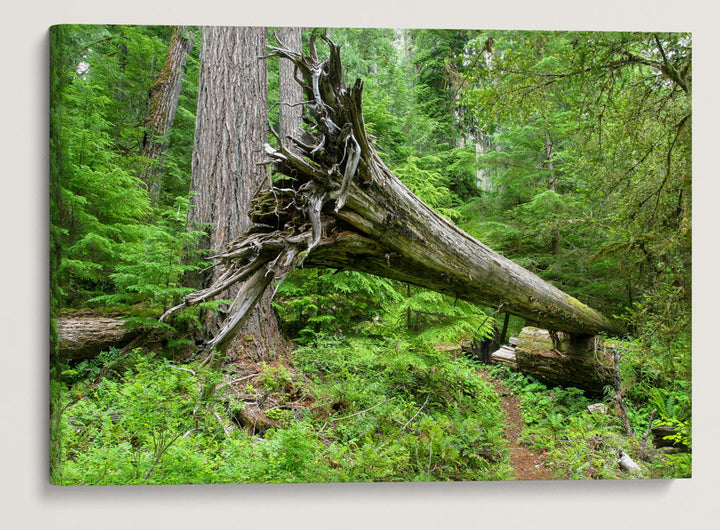 Cantilevered Log Across Trail, Lookout Creek Old-growth Trail, H.J. Andrews Forest, Oregon, USA