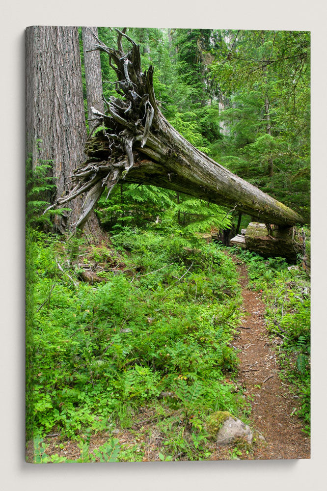 Cantilevered Red Cedar, Lookout Creek Old-Growth Trail, HJ Andrews Forest, Oregon, USA