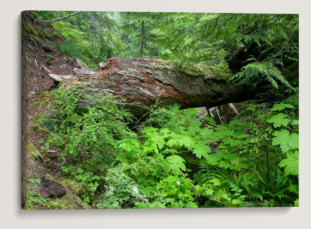 Natural Bridge Across Lookout Creek, Lookout Creek Old-growth Trail, Oregon