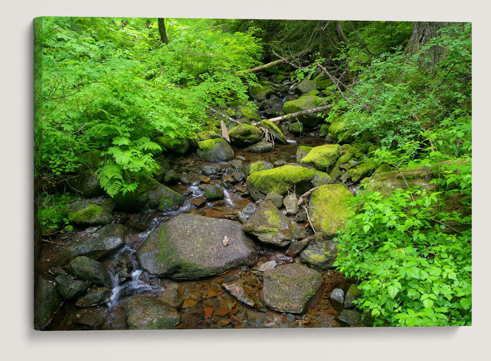 Lookout Creek, Lookout Creek Old-growth Trail, H.J. Andrews Forest, Oregon