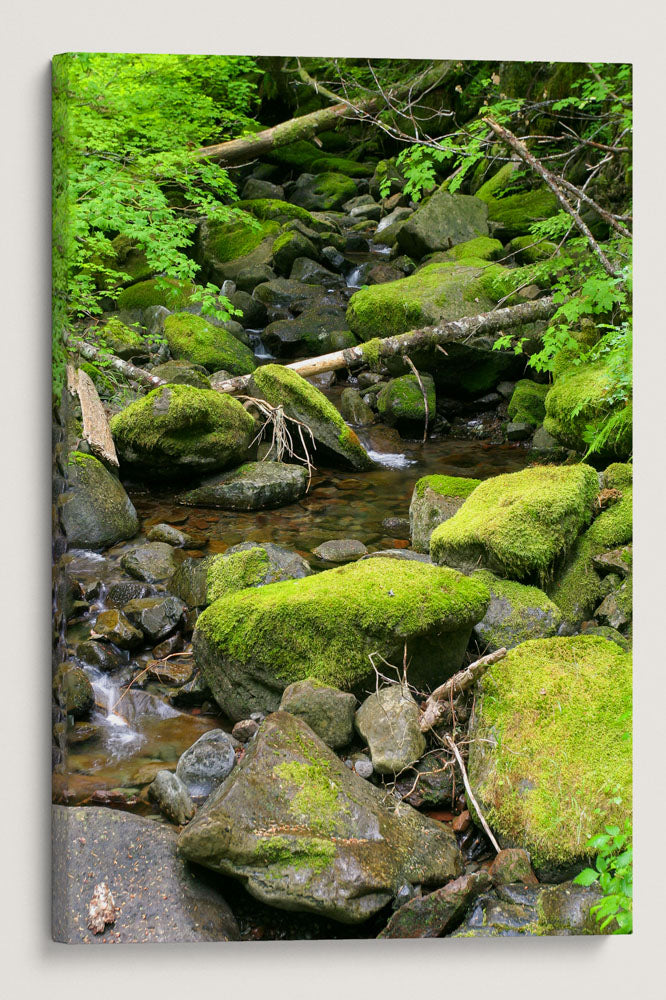 Lookout Creek, Lookout Creek Old-Growth Trail, HJ Andrews Forest, Oregon