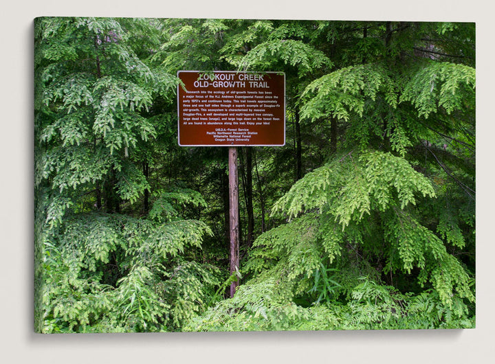 Lookout Creek Old-growth Upper Trailhead, H.J. Andrews Forest, Oregon