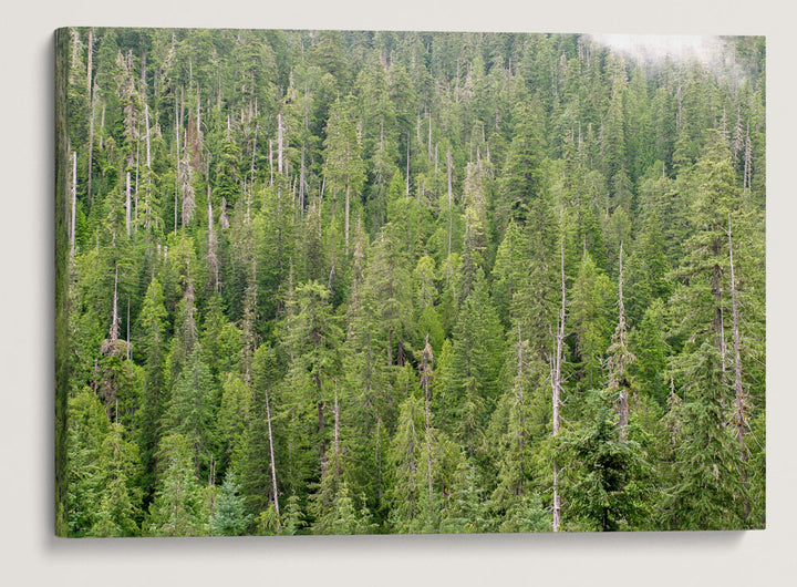 Lookout Mountain Old-growth Forest, H.J. Andrews Forest, Oregon