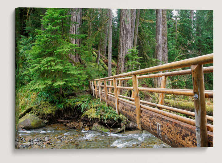 Bridge Across Lookout Creek, Lookout Creek Old-growth trail, H.J. Andrews Forest, Oregon