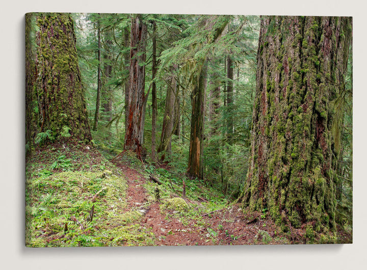 Lookout Creek Old-growth trail, H.J. Andrews Forest, Oregon