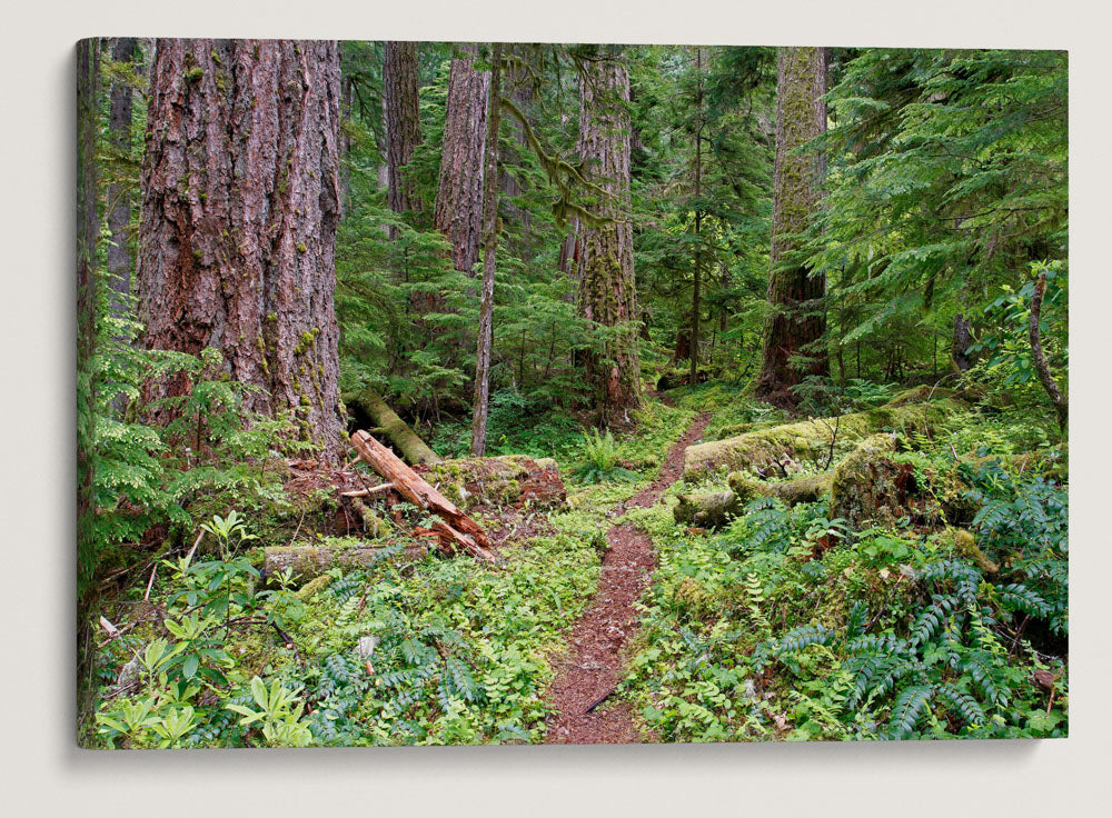 Lookout Creek Old-growth trail, H.J. Andrews Forest, Oregon