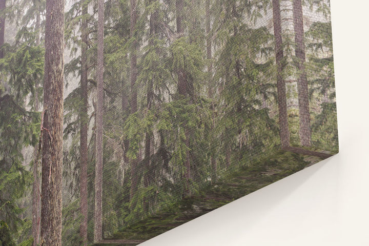 Forest and Fog, Lookout Creek Old-growth trail, H.J. Andrews Forest, Oregon, USA