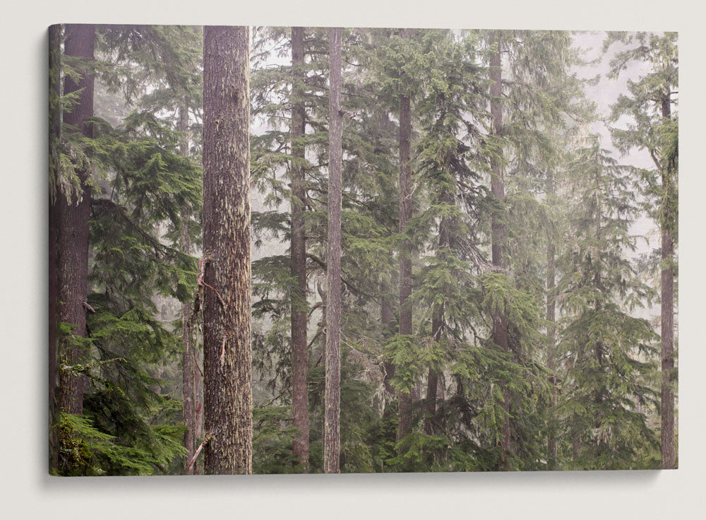 Forest and Fog, Lookout Creek Old-growth trail, H.J. Andrews Forest, Oregon, USA