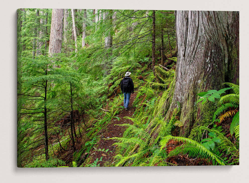 Lookout Creek Old-growth trail, H.J. Andrews Forest, Oregon