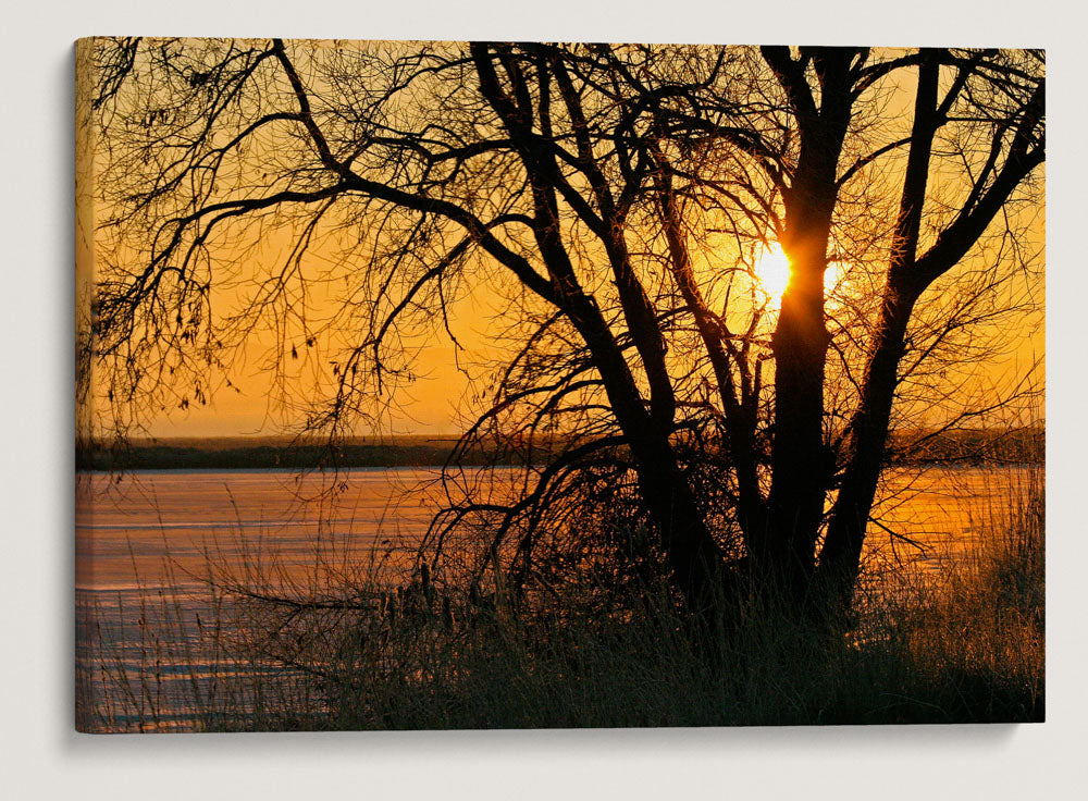 Cottonwood at Sunrise, Lower Klamath National Wildlife Refuge, California