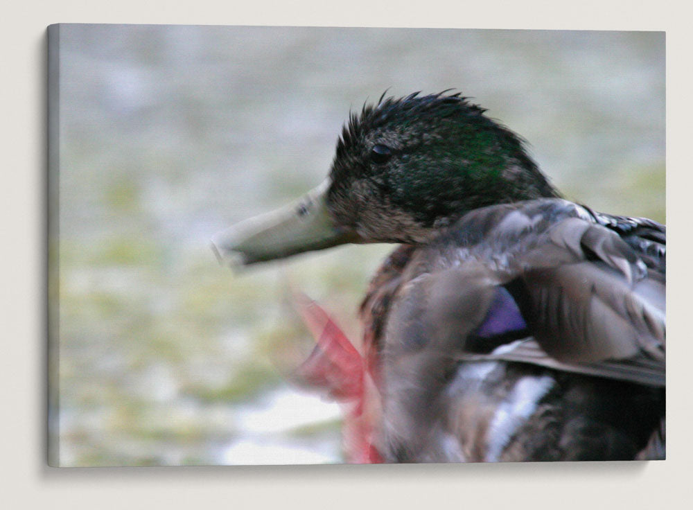 Mallard, Tule Lake National Wildlife Refuge, California