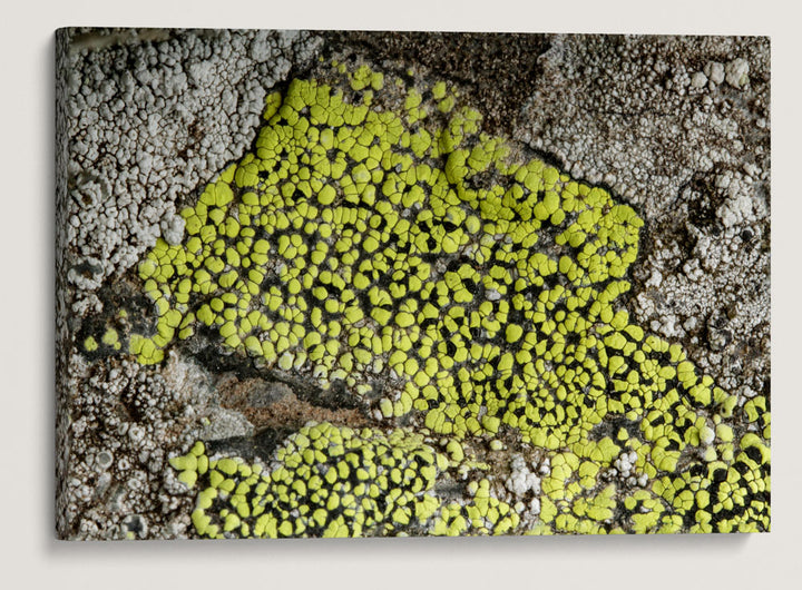Map Lichen, Carpenter Mountain, H.J. Andrews Forest, Oregon