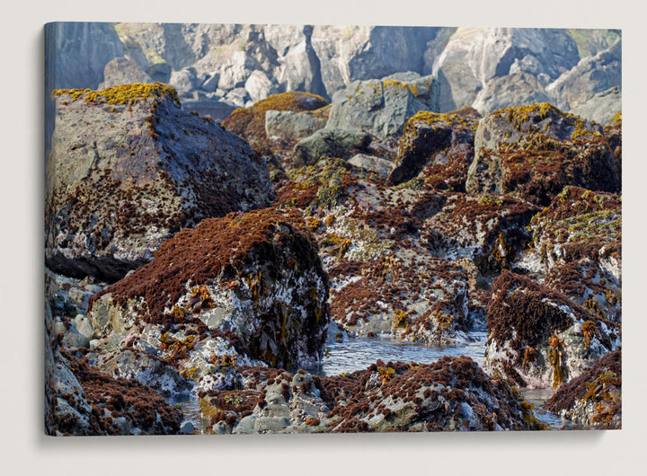 Martin Creek Beach Intertidal Area, Trinidad, California