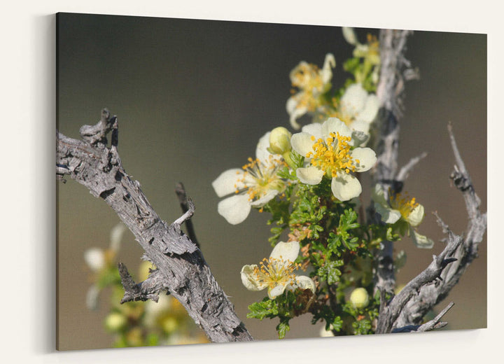 Flowering Mexican cliffrose, Great Basin National Park, Nevada