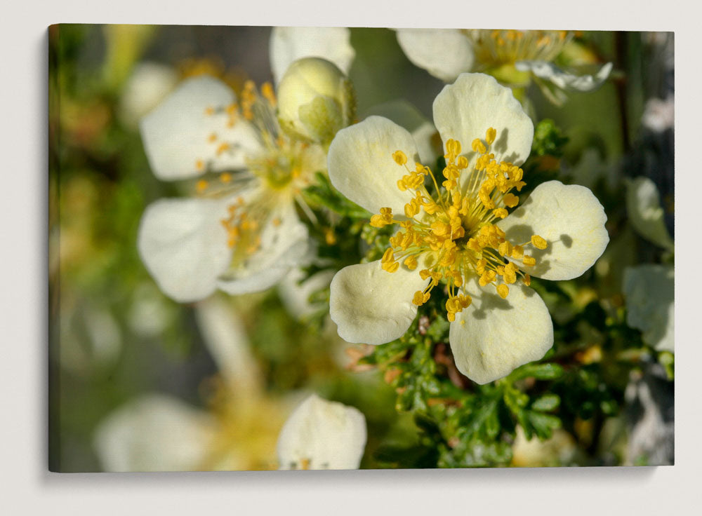 Mexican Cliffrose, Great Basin National Park, Nevada