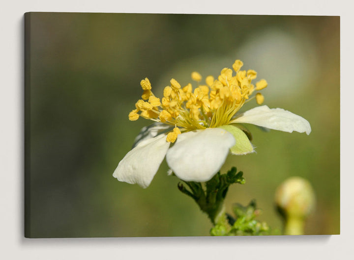 Mexican Cliffrose, Great Basin National Park, Nevada