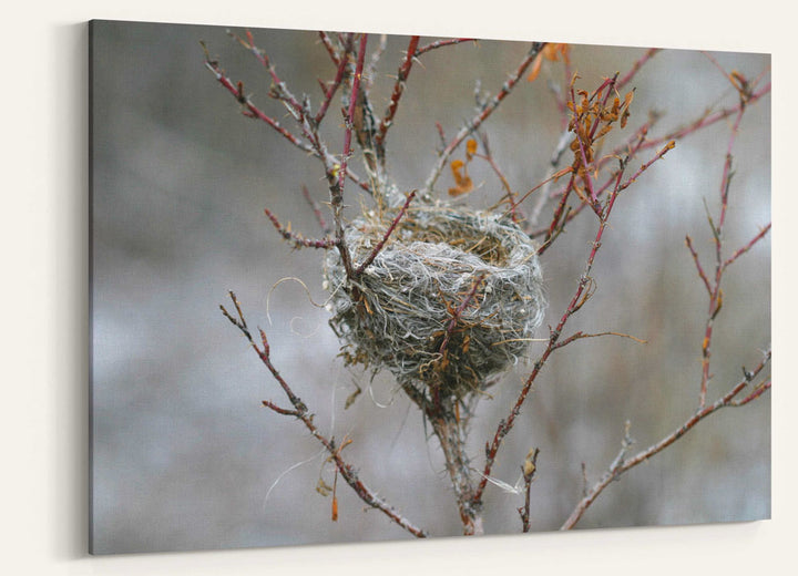 Bird nest in shrub along river, Missouri Headwaters State Park, Montana