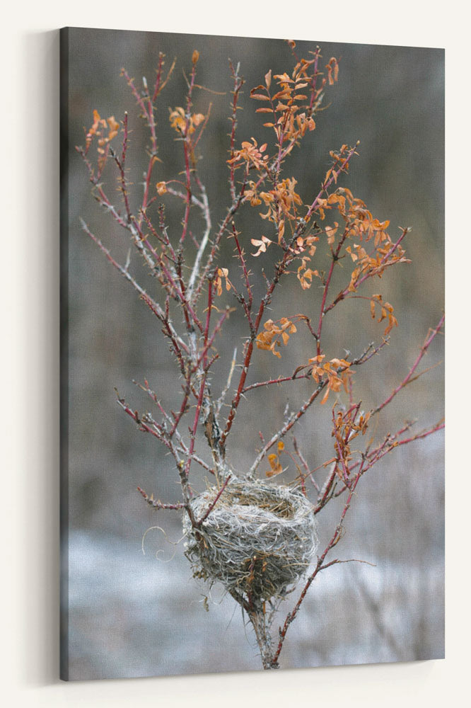 Bird Nest in Shrub, Missouri River Headwaters State Park, Montana