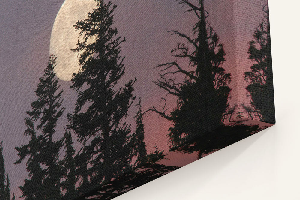 Moonrise Behind Mountain Hemlocks, Crater Lake National Park, Oregon