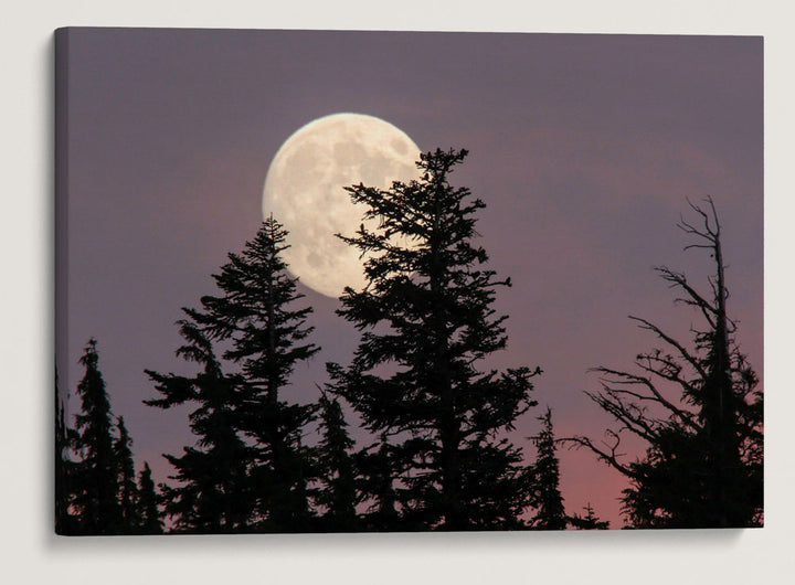 Moonrise Behind Mountain Hemlocks, Crater Lake National Park, Oregon