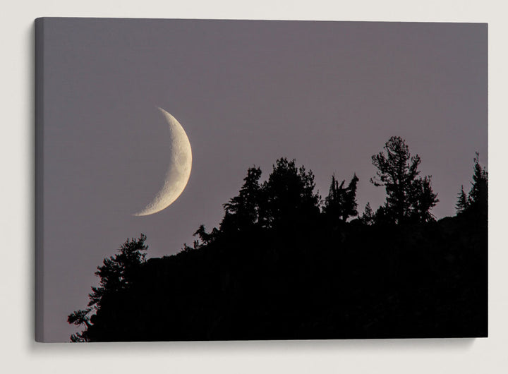 Moon Setting Behind Whitebark Pines on Garfield Peak, Crater Lake National Park, Oregon