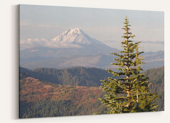 Mount Jefferson and Noble Fir, Carpenter Mountain, Oregon