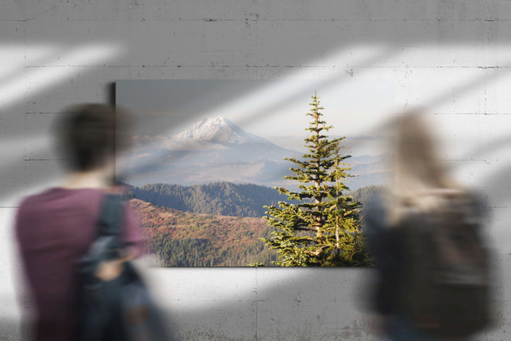 Mount Jefferson and Noble Fir, Carpenter Mountain, Oregon