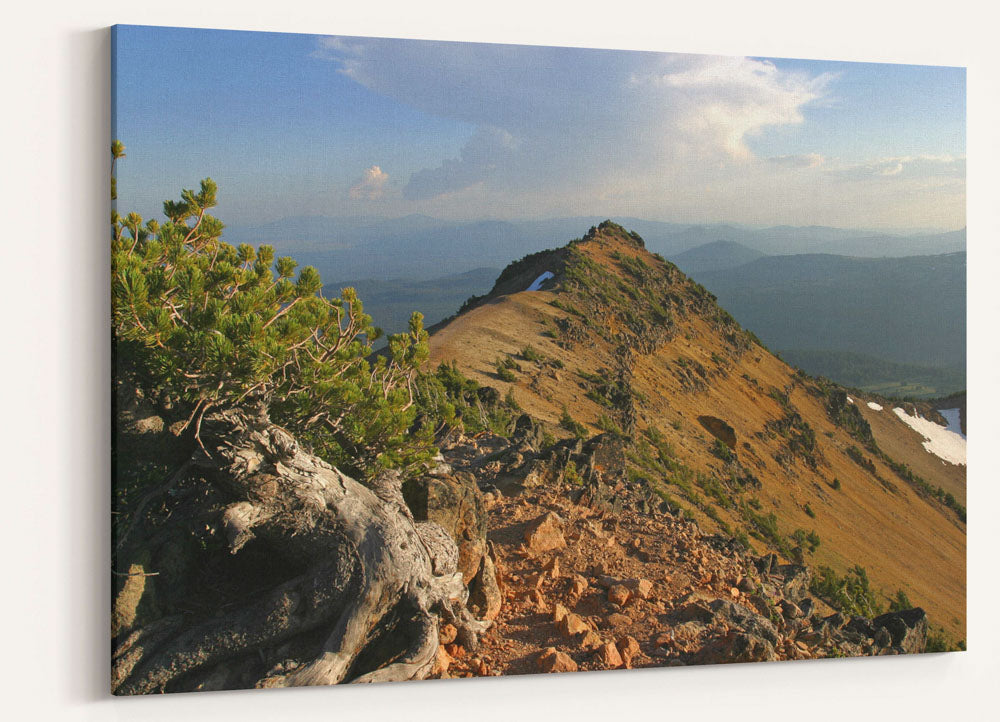 Mount Scott ridgeline and Whitebark pine, Crater Lake National Park, Oregon