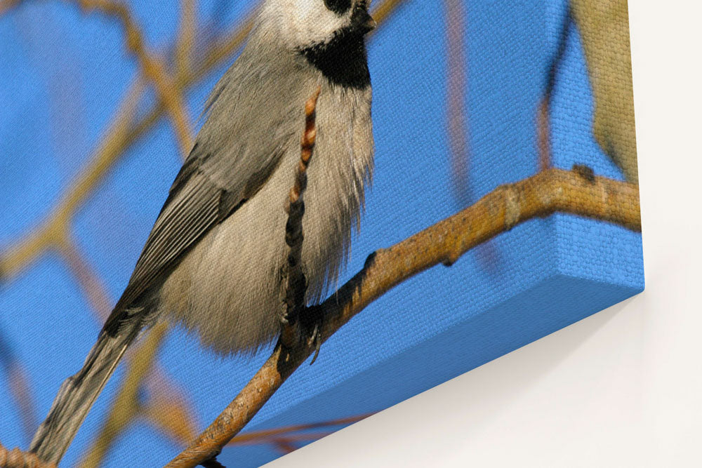 Mountain chickadee in Aspen Tree, Fort Klamath, Oregon