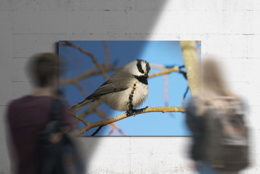 Mountain chickadee in Aspen Tree, Fort Klamath, Oregon