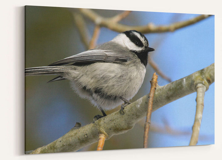 Mountain Chickadee on Aspen, Fort Klamath, Oregon