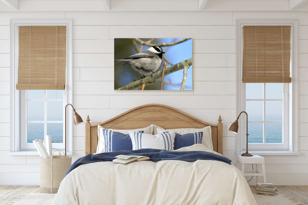 Mountain Chickadee on Aspen, Fort Klamath, Oregon