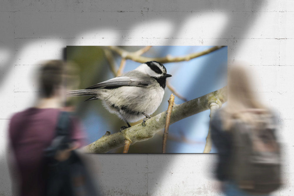 Mountain Chickadee on Aspen, Fort Klamath, Oregon