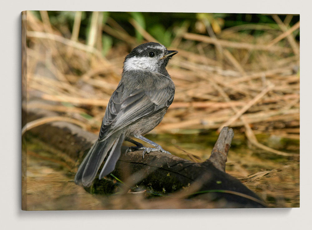 Mountain Chickadee, Lake Roosevelt, Washington