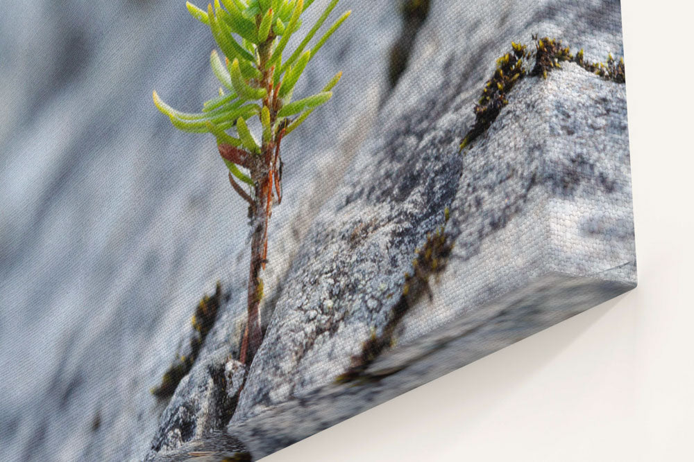 Mountain Hemlock Seedling Growing in Basalt Rock Crack, Oregon