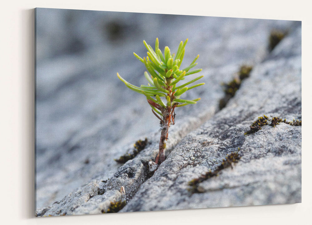 Mountain Hemlock Seedling Growing in Basalt Rock Crack, Oregon