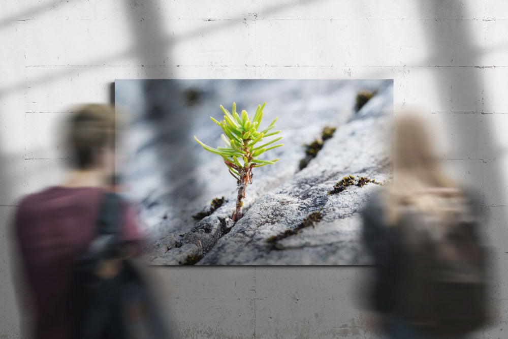 Mountain Hemlock Seedling Growing in Basalt Rock Crack, Oregon