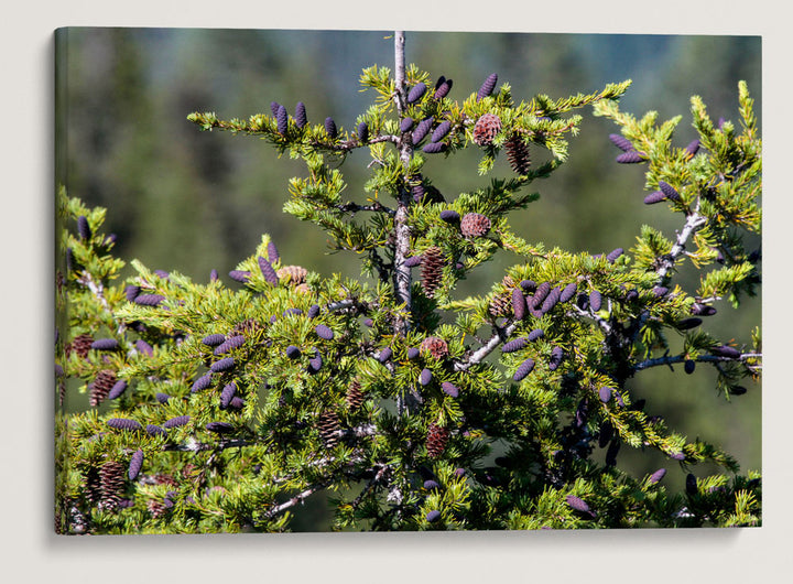 Mountain hemlock, Carpenter Mountain, H.J. Andrews Forest, Oregon